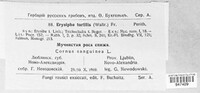 Erysiphe tortilis image